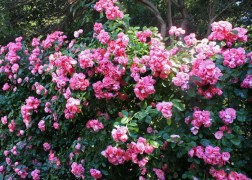 Talajtakaró rózsa / Pink Fantasy